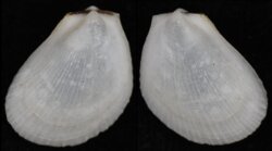 Limaria tuberculata