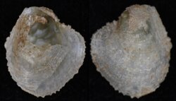 Anomia ephippium