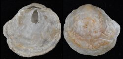 Anomia ephippium