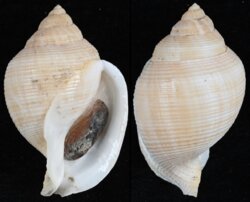 Galeodea echinophora