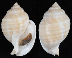 Galeodea echinophora