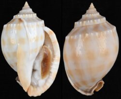 Phalium bandatum