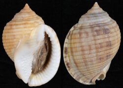 Semicassis granulata
