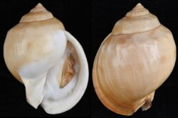 Semicassis pyrum