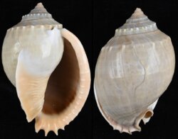 Phalium glaucum