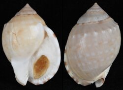 Semicassis labiata