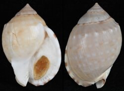 Semicassis labiata