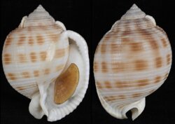 Semic bisulcata fma japonica