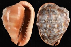 Cypraecassis rufa