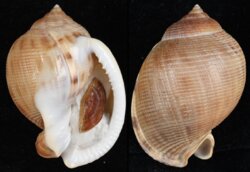 Semicassis saburon