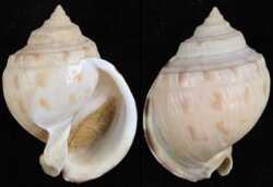 Semicassis thomsoni