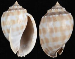 Phalium bandatum