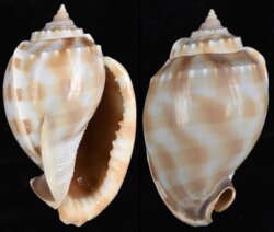 Phalium bandatum