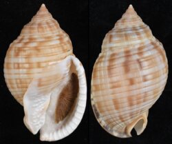 Semicassis undulata