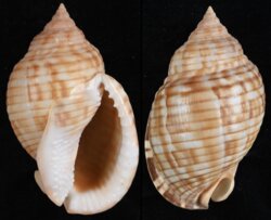 Semicassis undulata