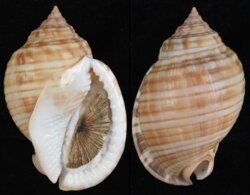 Semicassis undulata