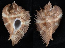 Phyllonotus miyokoae