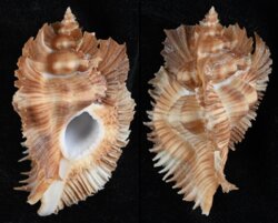 Pterynotus miyokoae