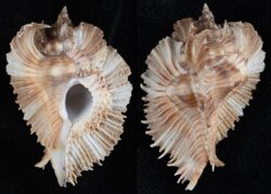 Pterynotus miyokoae