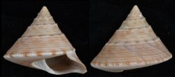 Calliostoma formosense