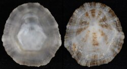 Patella caerulea