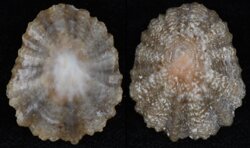 Patella caerulea