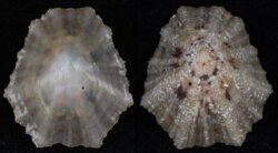 Patella caerulea
