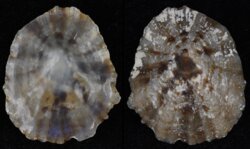 Patella caerulea
