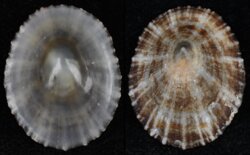 Patella caerulea