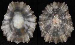 Patella caerulea