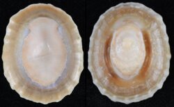Cellana flava