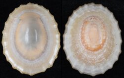 Cellana flava