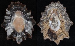 Cymbula oculus
