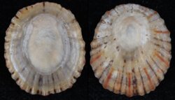 Cellana tramoserica