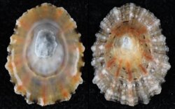 Patella depressa