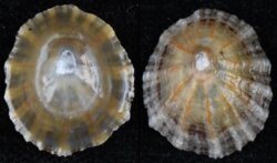 Patella depressa