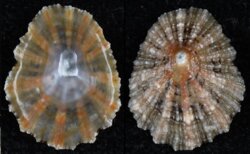 Patella depressa