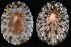 Patella piperata