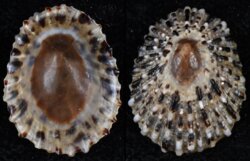 Patella piperata