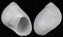 Polinices mammilla