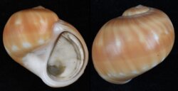 Natica stellata