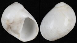 Polinices mammilla