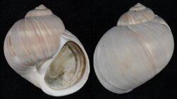 Cryptonatica janthostoma