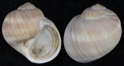 Cryptonatica janthostoma