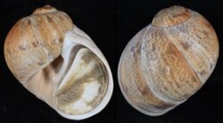 Naticarius hebraeus