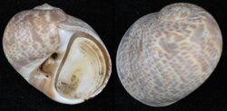 Naticarius hebraeus