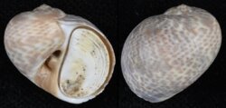 Naticarius hebraeus