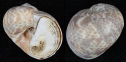 Naticarius hebraeus