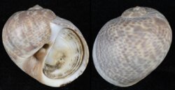 Naticarius hebraeus