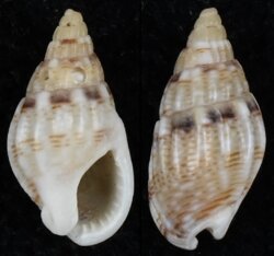 Nassarius cuvieri